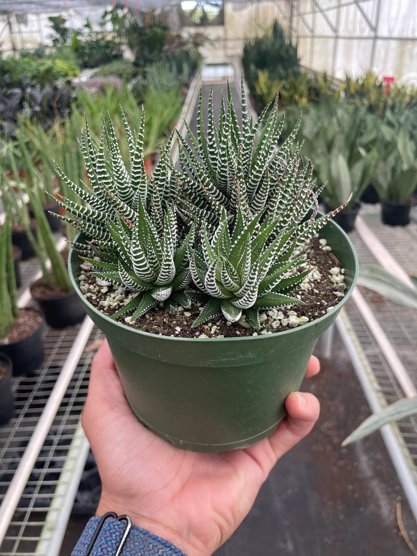 9 Pack Zebra Succulent in 4in Pot - Live Plants Tropical Houseplants | Variegated | USA Growers | The Snobby Leaf