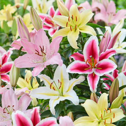 Garden State Bulb Multi-Color Mixed Oriental Lily Flower Bulbs, 14/16cm, Spring Planting (Bag of 30)