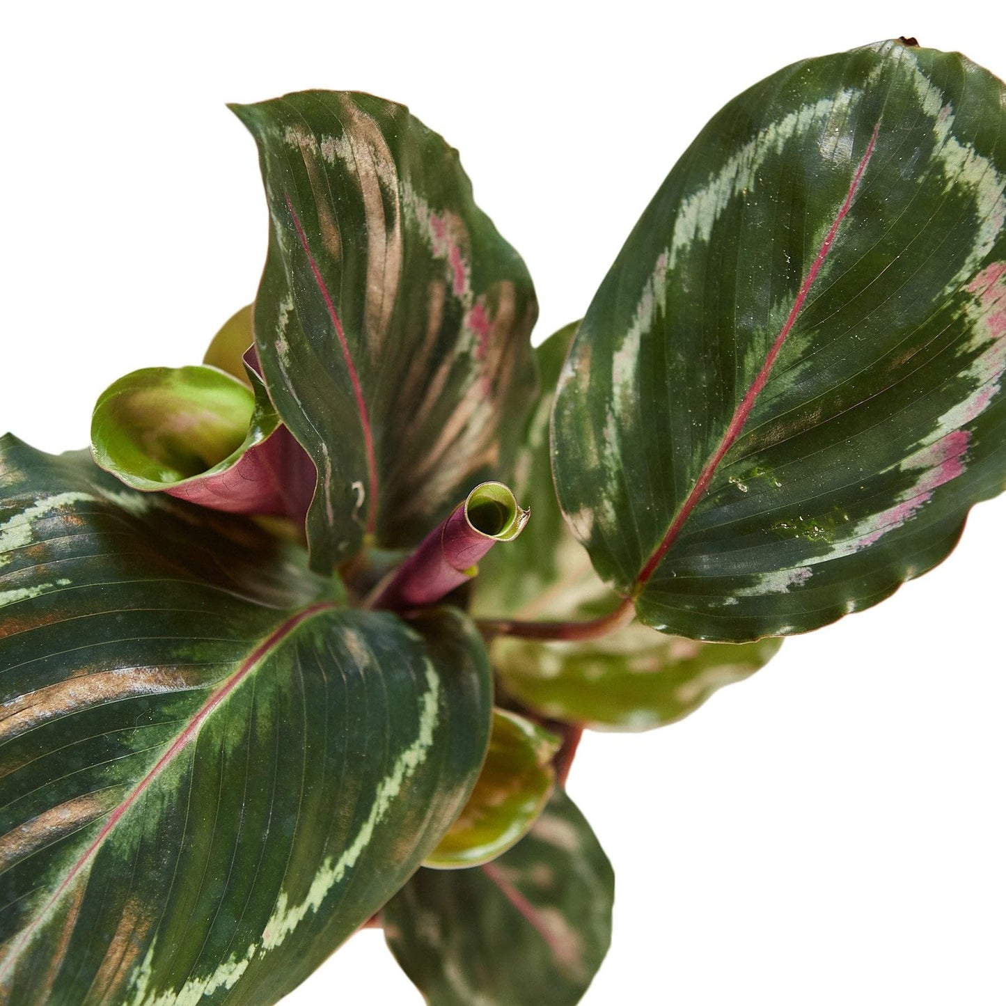 Calathea Roseopicta 'Medallion' in 6in Pot - Live Plants Tropical Houseplants | Variegated | USA Growers | The Snobby Leaf