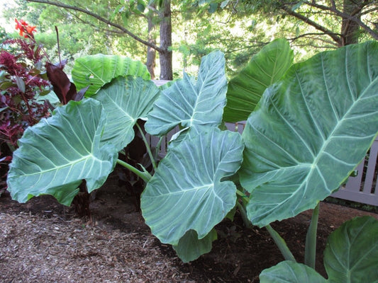 LovelyGarden 3 Live Bulbs Colocasia gigantea Thailand Giant Thai Giant Elephant Ear Huge Leaf