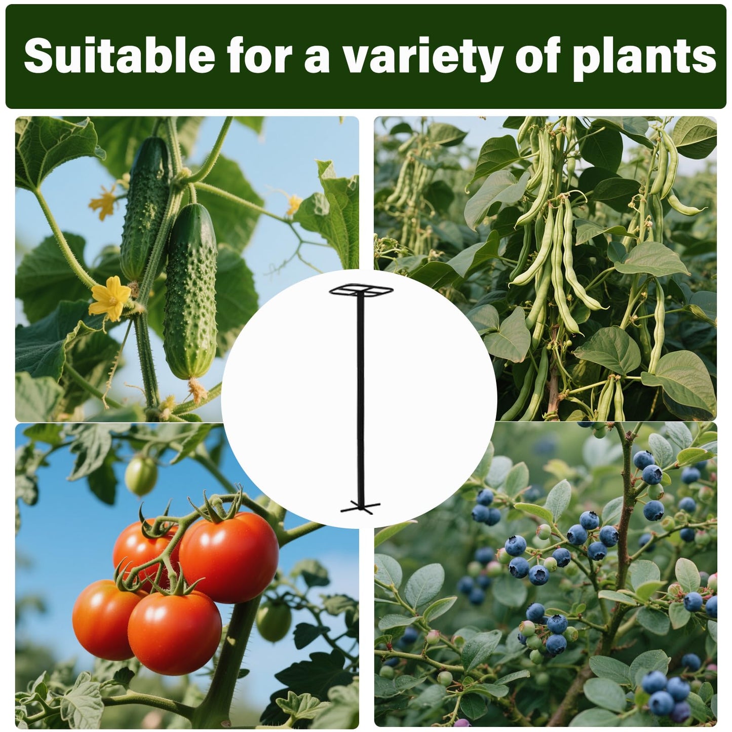 Yohsnor 2-Pack Metal Dragon Fruit Trellis - Durable Vertical Garden Support for Climbing Plants, Easy to Assemble, 12x12x50 Inches for Dragon Fruit Enthusiasts