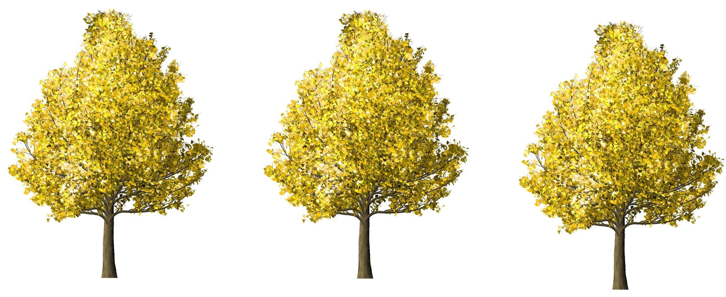 3 Ginkgo Trees (Ginkgo biloba) Live Tree Plants | Ancient Hardy Shade Tree with Fan-Shaped Leaves | Brilliant Golden Fall Color