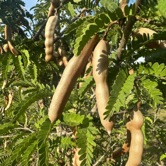 Live Tamarind Tree Plant, Edible Tropical Fruit Tree, 2-3 Ft Tall, Perennial Tropical Fruit Tree for Garden