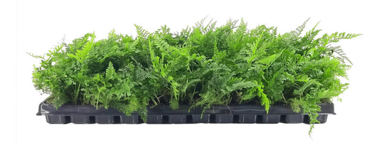 White Paw Fern | 20 Live Plants | Davallia Tyermanii | Indoor Outdoor Tropical Foliage | Fuzzy Root Houseplant | Exotic Decorative Greenery | Pet Safe