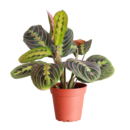 Thorsen's Greenhouse Red Prayer Plant, Live Indoor Plant, Pet Friendly, Popular Houseplant, Red Maranta, Easy to Grow, 4" Diameter Pot (Nursery Pot)
