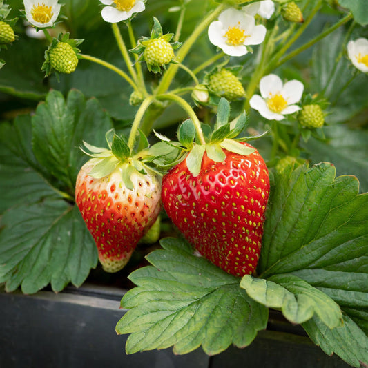 Garden State Bulb Tristar Everbearing Strawberry Bare Root Crowns, Non-GMO, Spring Planting (Bag of 40)