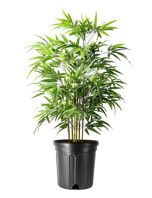 Green Hedge Bamboo | 2 Extra Large Trade 3 Gallon Plants | Bambusa multiplex | Fast Growing Privacy Screen | Clumping Bamboo for Landscapes Gardens Walkways Accent Foundation Beds Decorative Garden