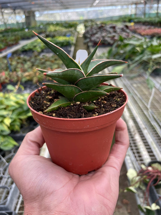 Snake 'Lavranos' | Live Plant for Indoor & Outdoor | for Living Room, Office, Bathroom | (4" Pot)
