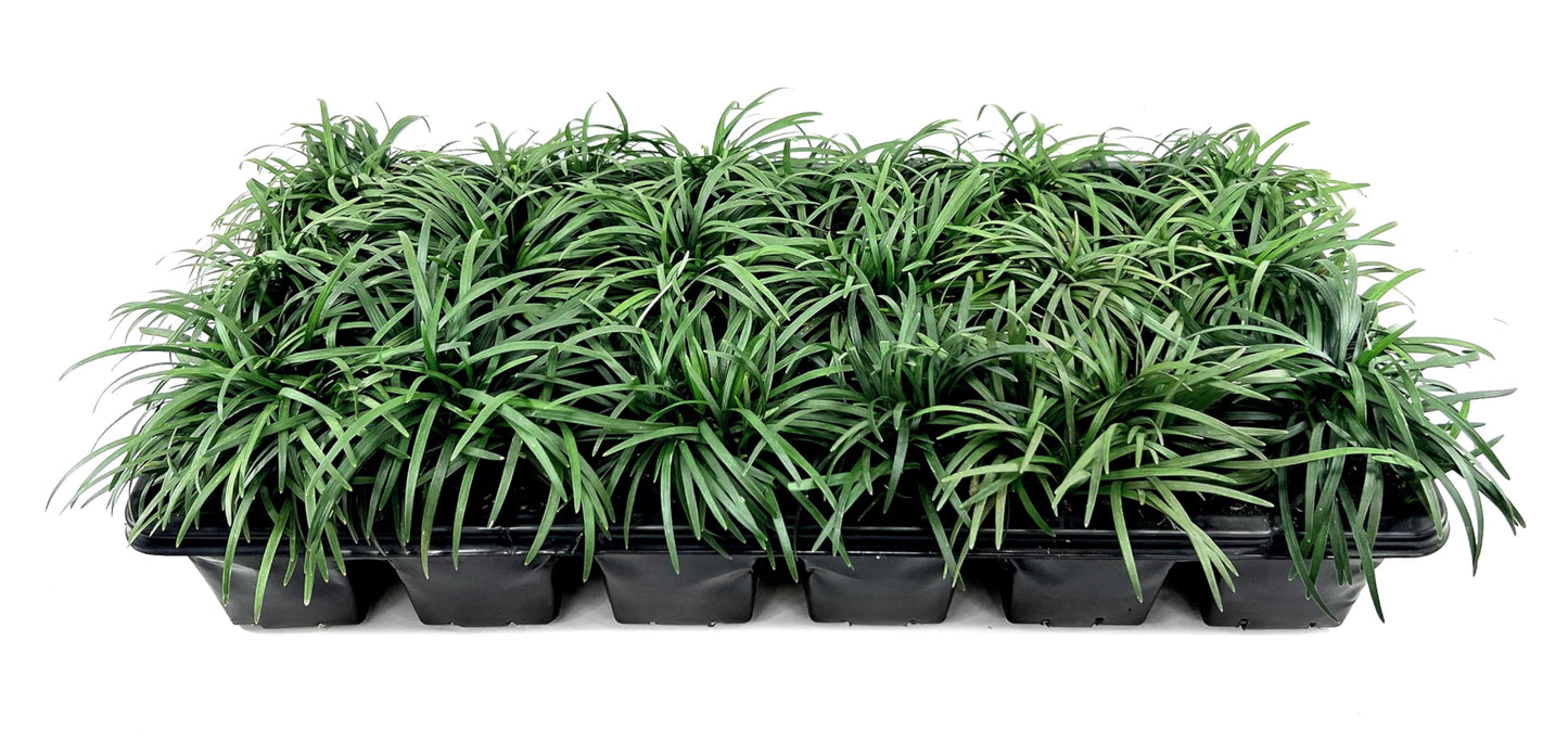 Dwarf Mondo Grass | 15 Large 4 Inch Pots | Ophiopogon Japonicus Nanus | Live Evergreen Shade Loving Groundcover