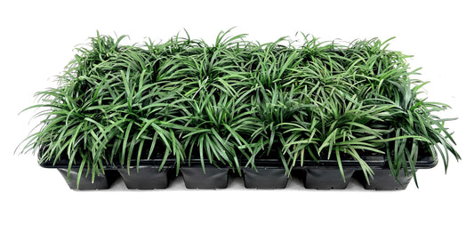 Dwarf Mondo Grass | 15 Large 4 Inch Pots | Ophiopogon Japonicus Nanus | Live Evergreen Shade Loving Groundcover