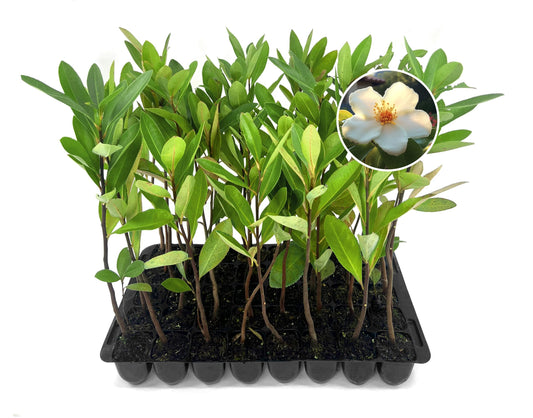 Loblolly Bay | 3 Live Plants | Gordonia lasianthus | Evergreen Flowering Tree for Landscaping | Thrives in Wet Soil & Tolerates Wet Feet