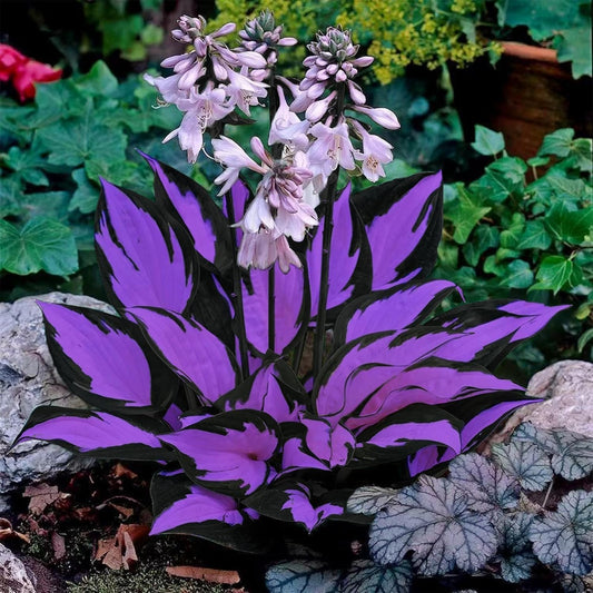 FERIWOY Elephant Ear Bulb for Decorative Foliage Effect in Outdoor Spaces