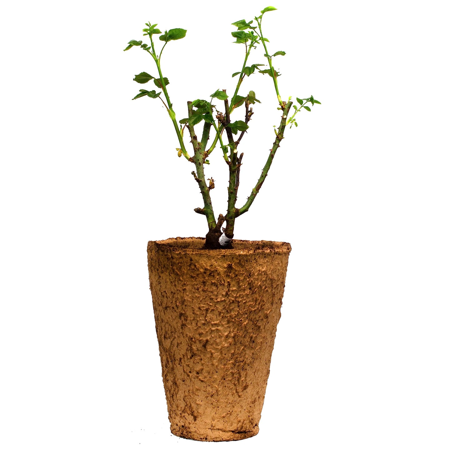Garden Sun Climbing Rose Bush, Apricot Peach Flowers, Own Root 1.5 Gallon Potted Live Plant, Stargazer Perennials