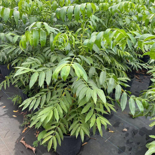 Thai June Plum Tree Live Plant in 3 Gallon Pot, 2-3 Years Old Well-Rooted, Ready to Transplant Outdoor, Fast-Growing