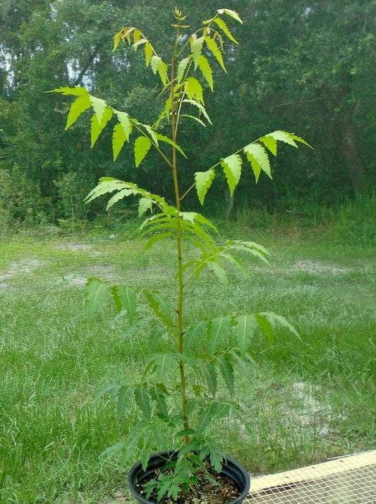 Live Plant - Neem Tree - 12-18" Tall Live Plant - Outdoor - Azadirachta Indica