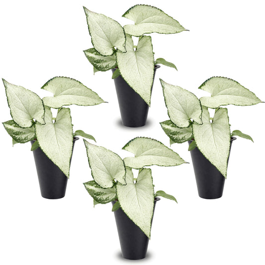 Syngonium Holly M (4 Pack) Live Starter Plants, Variegated Arrowhead Vine Houseplants, Easy Care Indoor Tropical Plants Live, Decorative Foliage Plants