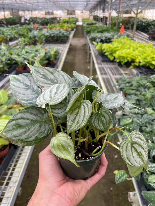 Philodendron 'Brandi' Size: | Live Plant for Indoor & Outdoor | for Living Room, Office, Bathroom | (4" Pot)
