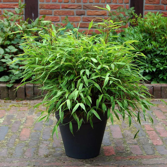 50 Dwarf Fountain Bamboo Seeds Perennial Ornamental Seed Privacy