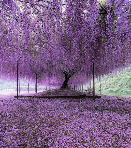 Live Plant - Purple Wisteria Tree - 6-12" Tall - Live Plant - 2.5" Pot - Wisteria sinensis