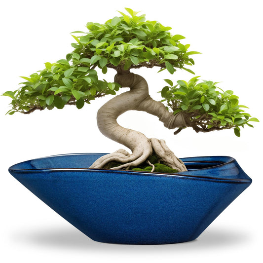 EPFamily Bonsai Tree Pot - Ceramic Planter Pot with Drainage Hole 12 Inch Bonsai Pots Decorative Orchid Succulent Plant Pots for Indoor Outdoor Plants Blue