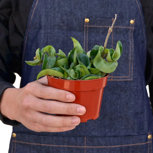 Hoya Rope Plant | Live Plant for Indoor & Outdoor | for Living Room, Office, Bathroom | (4" Pot)