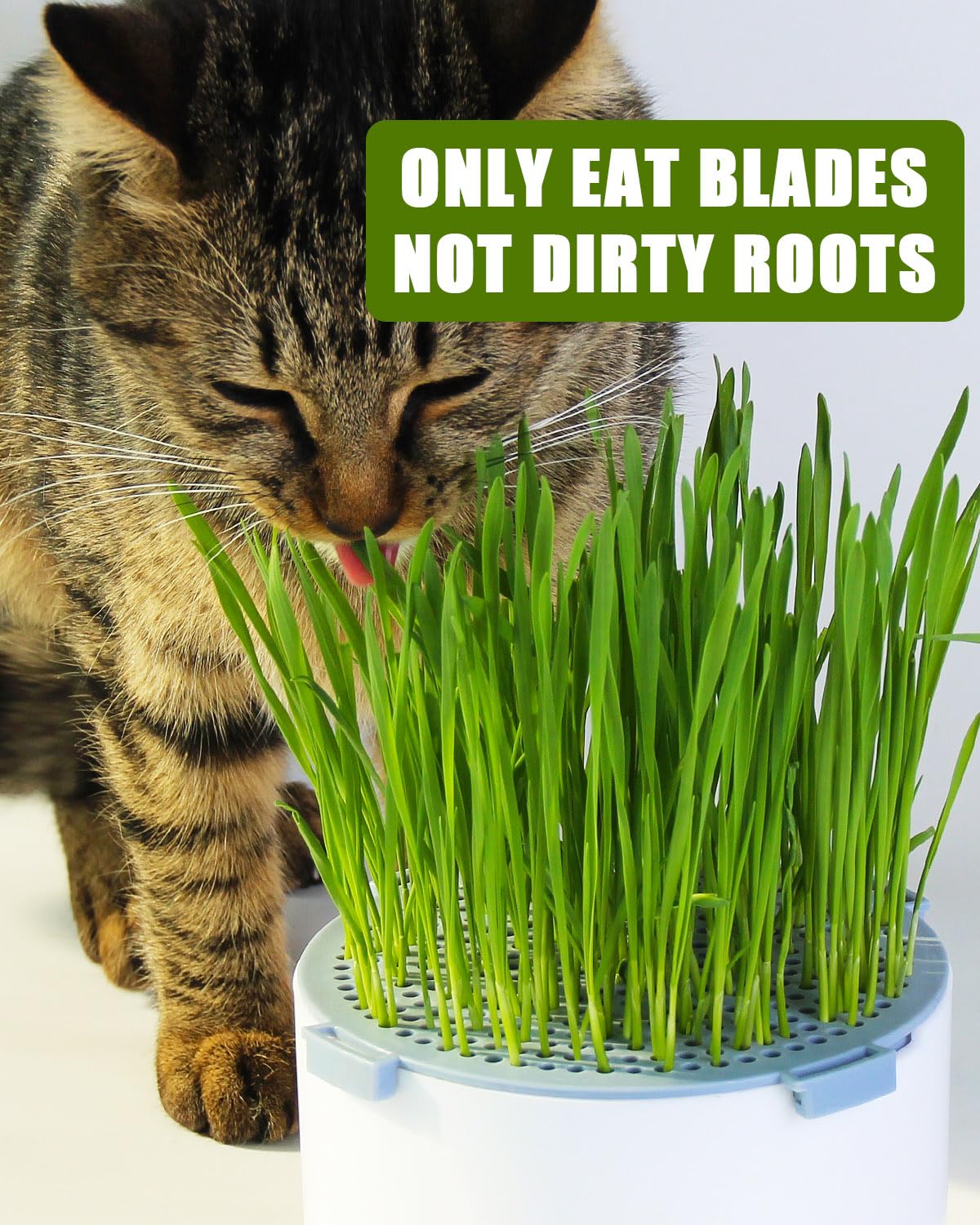 BENPIN 2Pcs Hydroponic Cat Grass Planter (no Seeds Included), Soil Free, Anti Digging, Anti Grass Uprooted, Wheatgrass Growing Kit, Cat Grass for Indoor Cats Pets (2)