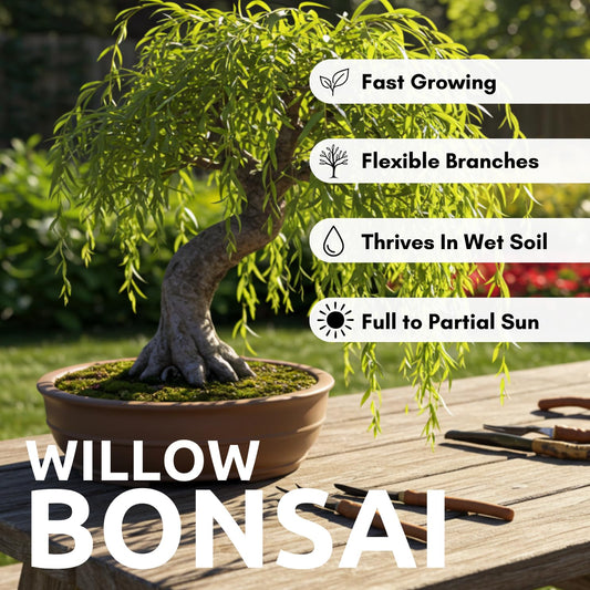 Hey Dina Willow Bonsai Tree - Thick Trunk Cutting, Fast Growing - Easy Care Indoor/Outdoor Bonsai – Living Gift for Beginners or Plant Enthusiasts