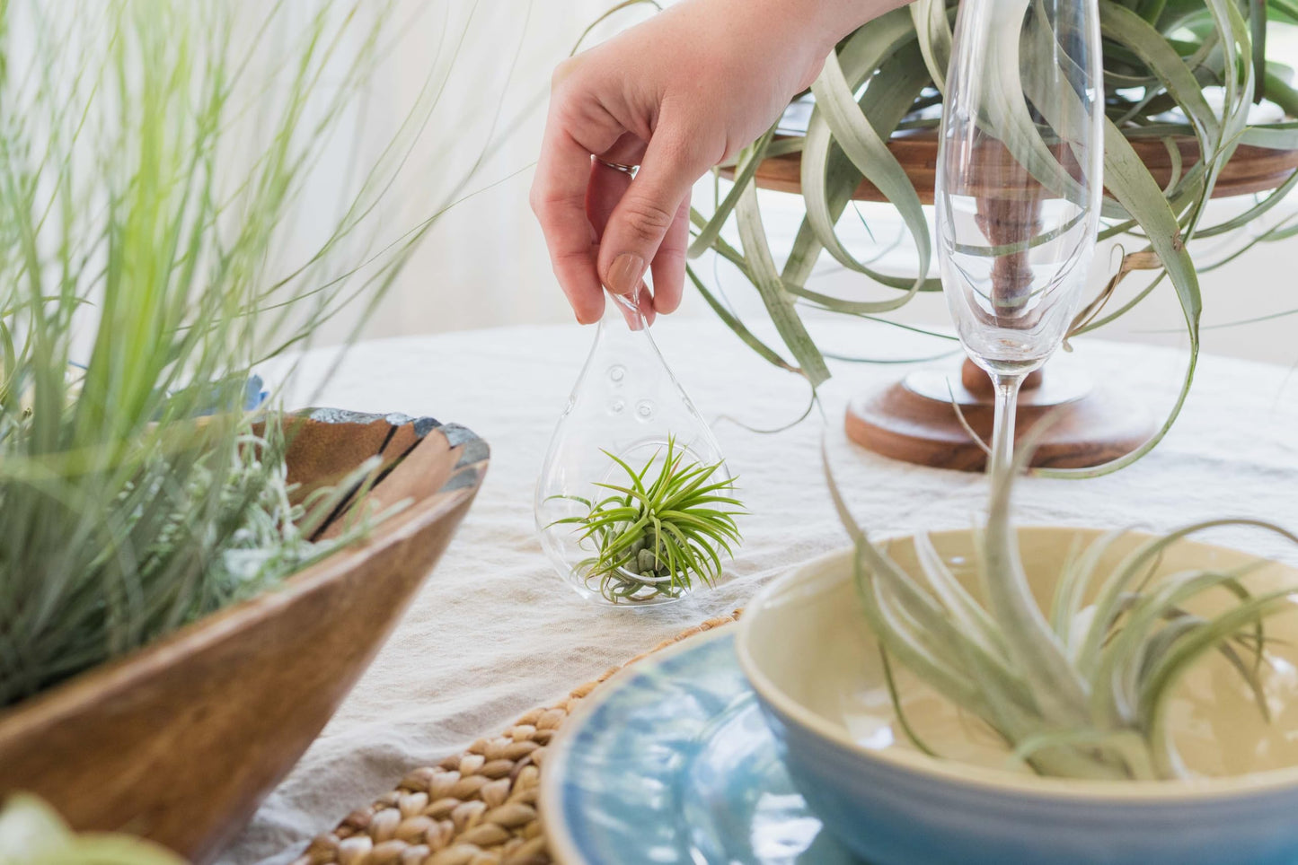 Air Plant Shop 10 Pack XL Tillandsia Ionantha Guatemala- Wholesale and Bulk - Succulents - Live Tillandsia - Easy Care Indoor and Outdoor House Plants