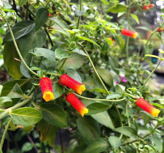 Candy Corn Manettia Live Plants (5-9") - Pack of 2 (Two) - Firecracker Vine Luteorubra - Rare Red & Yellow Blooms - Fast Growing Tropical Climber - Indoor/Outdoor Hummingbird Magnet on Trellis