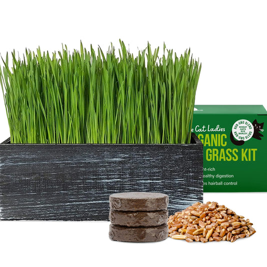 The Cat Ladies Cat Grass Kit with Black Rustic Wooden Planter, Organic Cat Grass Seeds and Soil. Easy to Grow Cat Grass for Indoor Cats. Prevent Hairballs and Aid Digestion