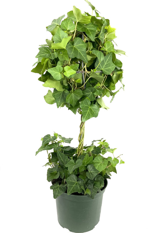 English Ivy Globe - Live Plant in a 6 Inch Growers Pot - Hedera Helix - Florist Quality Indoor Air Purifying Topiary Houseplant Vine