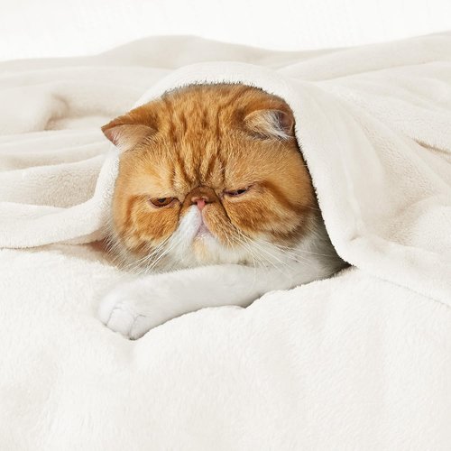 Bedsure GentleSoft Fleece Blanket - Lightweight Plush Cozy Twin Size Cream Blanket for Bed & Travel | 60x80 Inches