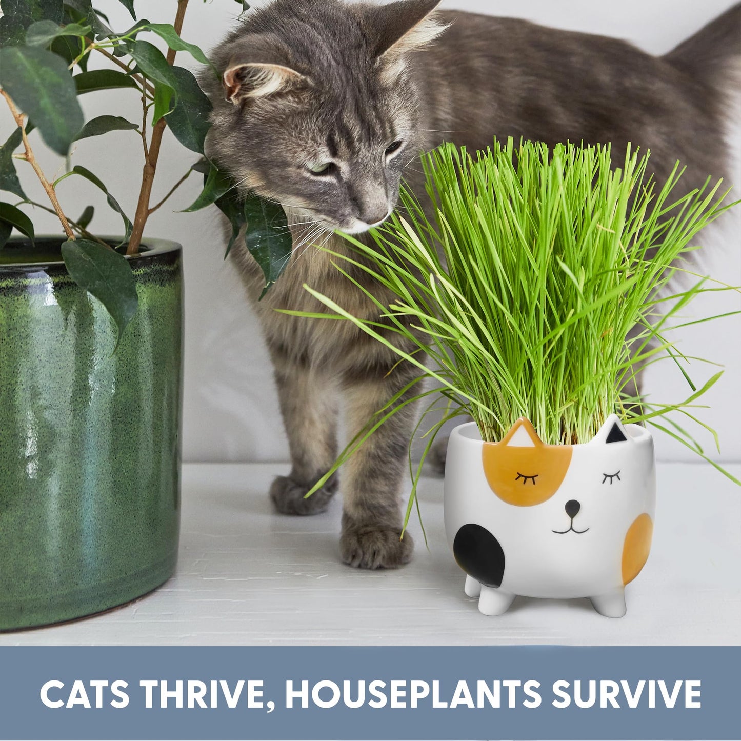 The Cat Ladies Cat Grass for Indoor Cats, Cat Grass Growing Kit with Organic Cat Grass Seed Mix, Soil and Ceramic Cat Planter, Pet Grass for Cats, Natural Hairball Remedy, Cat Gifts