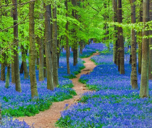 Live Plant - 20 Virginia Bluebell Flowers/Roots - Blue Bell Plants - Mertensia virginica