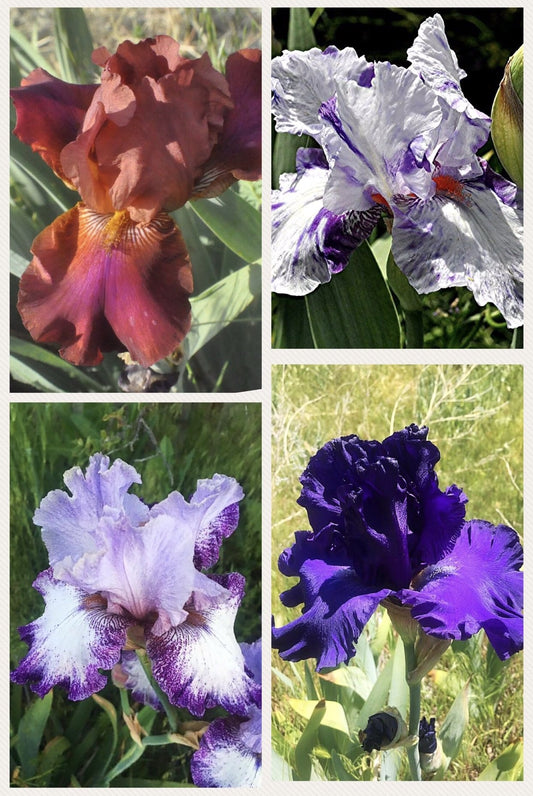 4 Tall Bearded Irises - Iris 4 Combo Pack - Tall Bearded Iris Rhizome Upc 600188190793 Mix