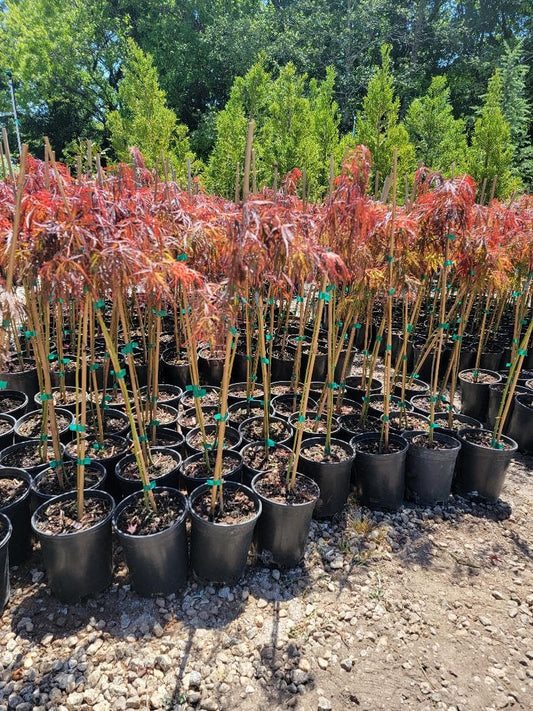 Crimson Queen Japanese Maple - Live Plant - (2.5 QT)