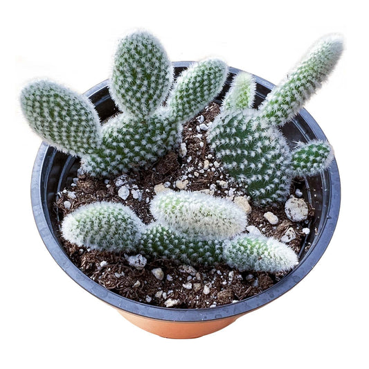 Sprout N Green Opuntia microdasys albata 'Bunny Ears', Live Cactus Plant Rooted in 4in Nursery Pot, Indoor Outdoor Office Home Holiday Décor