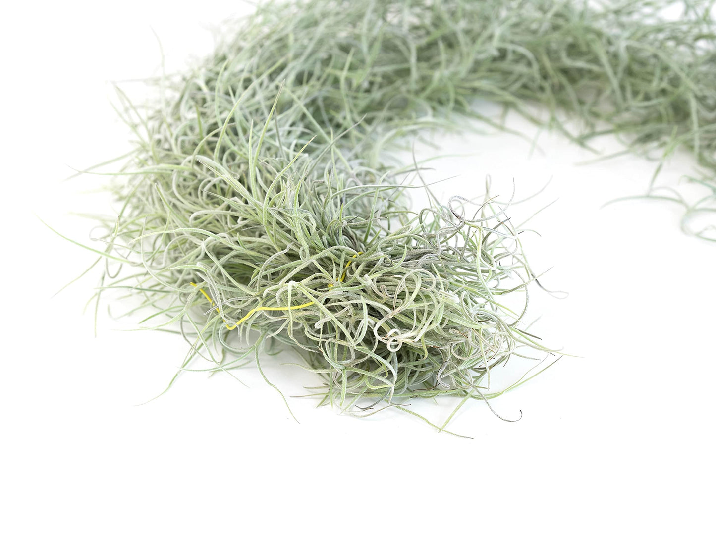 3 Pack Thick Colombian Spanish Moss Live Strands with Wire Hook - Tillandsia Usneiodes - Live Tillandsia Succulent House Plants - Home and Garden Decor - Easy Care Indoor and Outdoor Plants