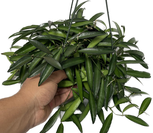 Hoya Wayetii Captivating Wax Plant - Air Purifing Live Plant - Hoya Plants Live Houseplants - Available in 2" Pot, 4" Pot and 6" Hanging Pot - Ships from CA (4" Pot, 2 Plants)