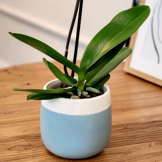 Large White Live Orchids Blooming in 5" Blue & White Orchid Pot, Pet Friendly Live Plant Gifts for Plant Lovers, Approx. 22"+ Tall, Real Houseplants, Phalaenopsis Moth Flowers by Plants for Pets