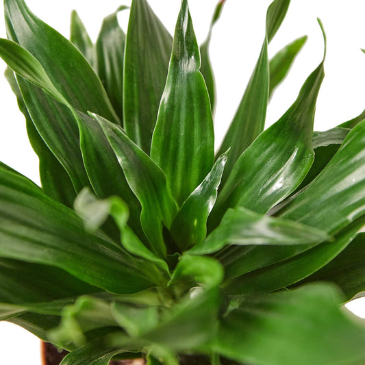 House Plant Shop | Dracaena 'Janet Craig' - 3" Pot |Live Indoor Plant | Easy to Care | Natural Décor Plant | Great Gifts| Free Care Guide