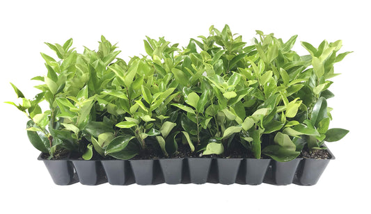Ligustrum Waxleaf Privet - 30 Live Plants 2" Pot Size - Evergreen Privacy Hedge