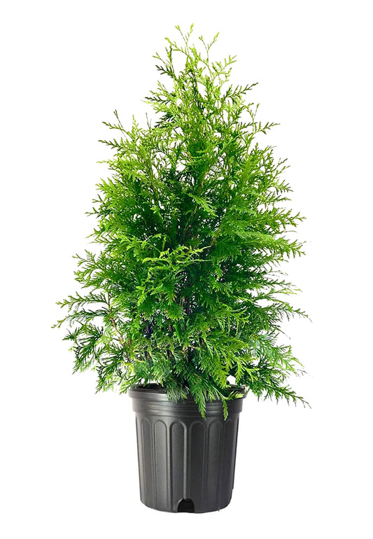 Green Giant Arborvitae | 1 Large Trade 3 Gallon Tree | Thuja Plicata | Live Evergreen Privacy Screening Plants