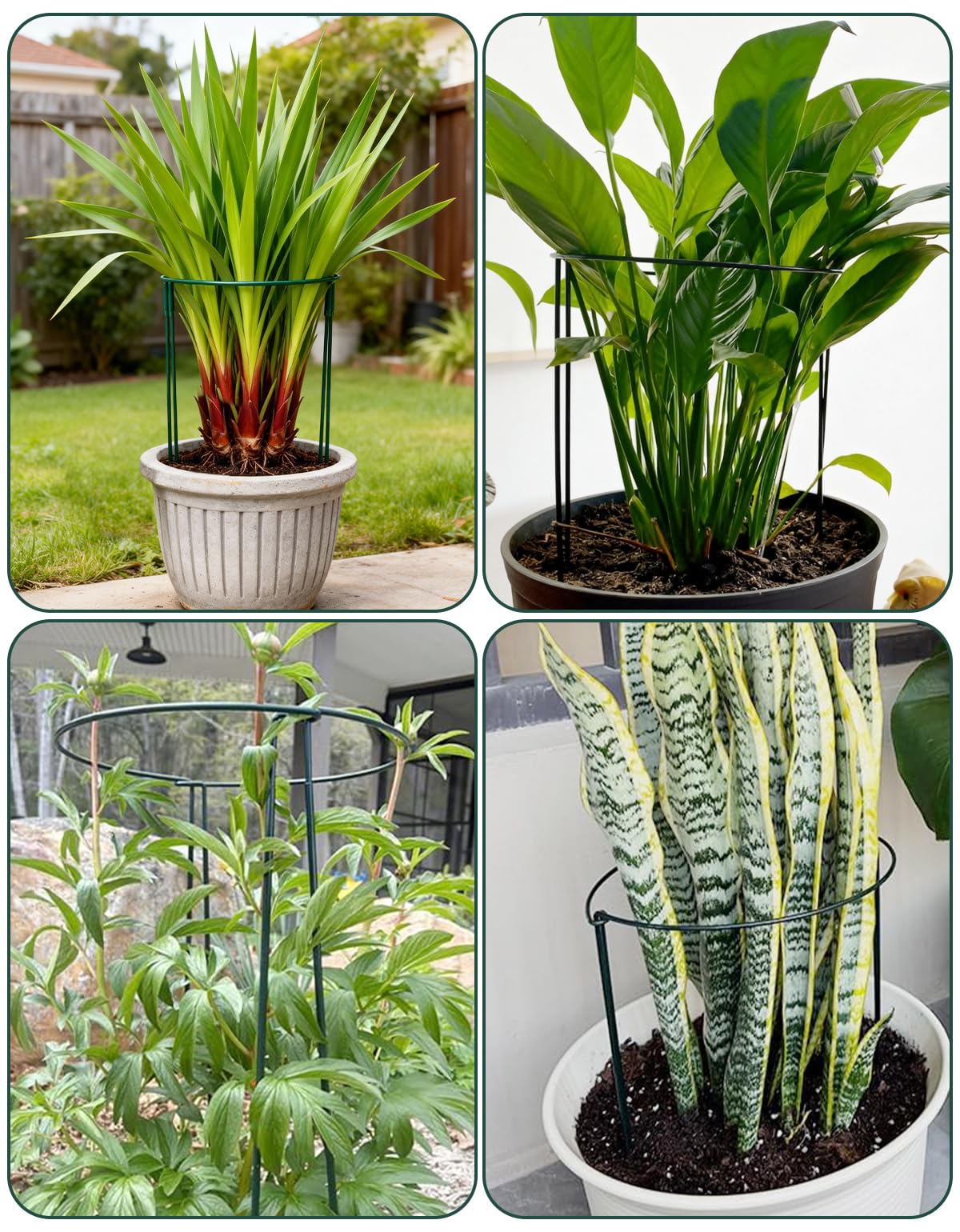6 Pack Plant Support Stakes, Half Round Metal Peony Cages and Support, 10" W x 16" H Metal Sturdy Garden Plant Support Ring Cage for Potted Plant,Snake,Hydrangea,Monstera,Rose Bush