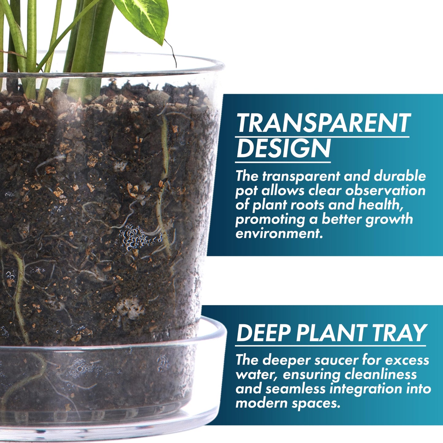 Phoenix Vine 8 Inch Clear Acrylic Planter Pot with Tray, Orchid Pot with Drainage Holes, Deep Saucer for Bottom Watering, Transparent Containers for Indoor Plants, Herbs, Set of 2, 91-A-G-2