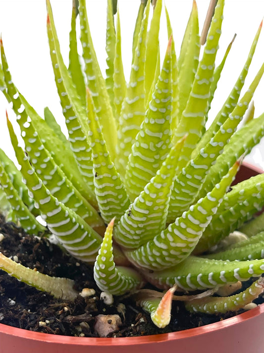 Live Succulent 4" Variegated Haworthia Fasciata, Succulents Plants Live Fully Rooted House Plant for Home Office Decoration, DIY Projects by The Succulent Cult