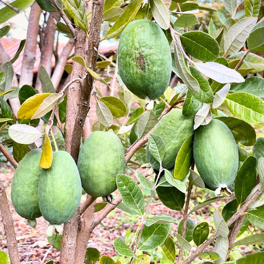 Pineapple Guava Live Plant, 4-8” Tall, Hardy Guava Fruit Tree for Garden