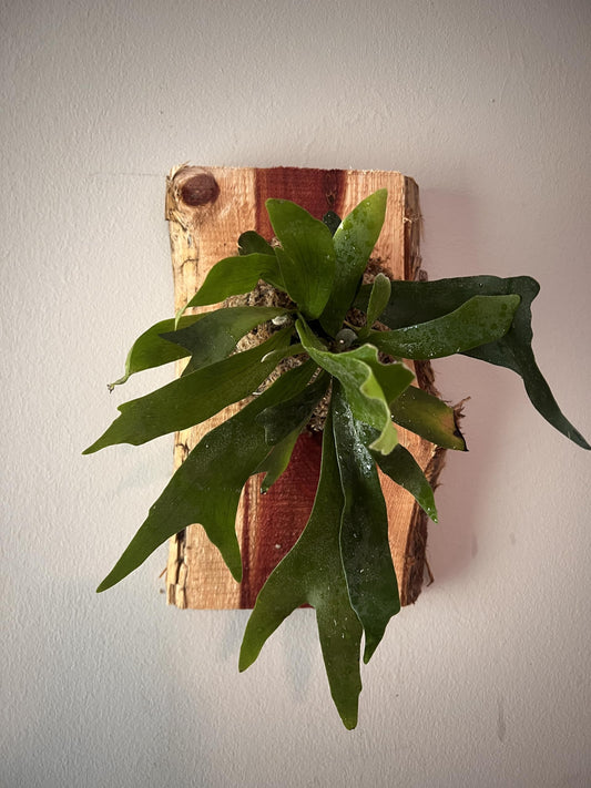 Live Staghorn Fern Wall Mount on Natural Aromatic Cedar Wood Plaque with Live Moss (Staghorn Fern, Meduim)