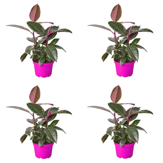 4 Pack Ficus Elastica 'Tineke' in 4in Pot - Live Plants Tropical Houseplants | Variegated | USA Growers | The Snobby Leaf