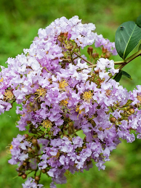 American Plant Exchange Muskogee Crape Myrtle, Live 1-Gallon Pot, Light Lavender Flowers, Red-Orange Fall Foliage, Hardy, Mildew Resistant, 100 Days of Blooming, Indoor/Outdoor Landscape/Houseplant